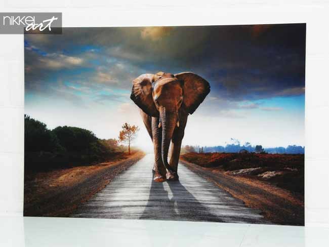 Foto op Aluminium Olifant
